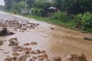 Barinas