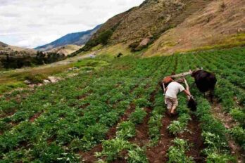 Fedeagro