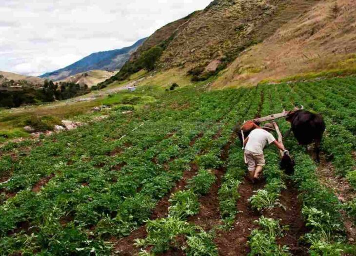 Fedeagro