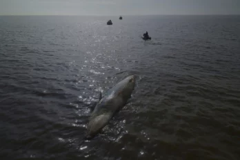 ballena