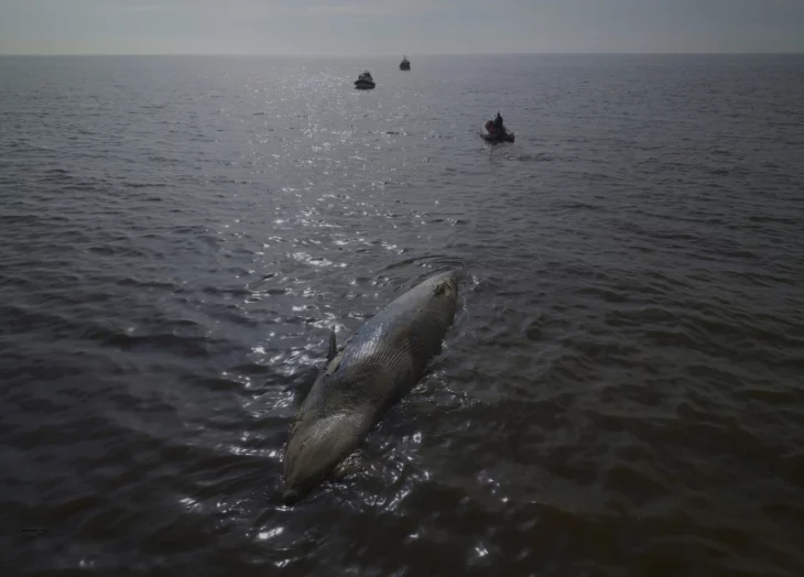 ballena