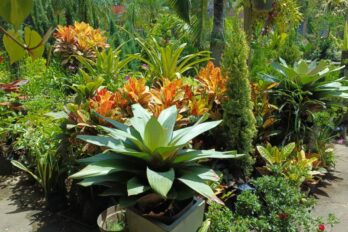 plantas