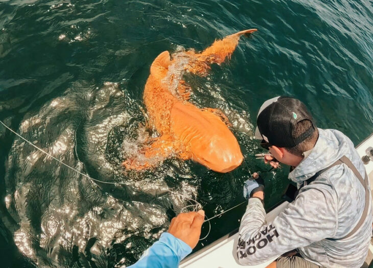 dorado