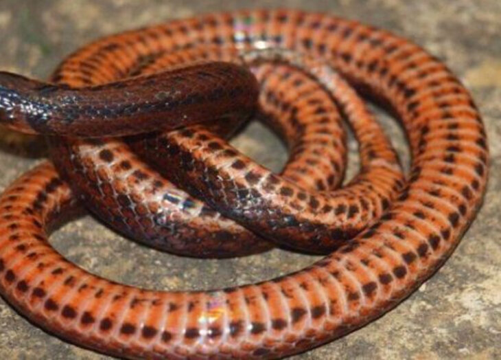 serpiente
