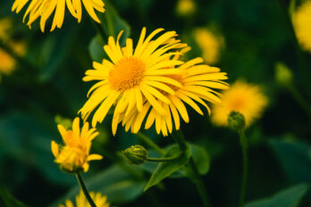 plantas