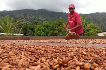 Cacao