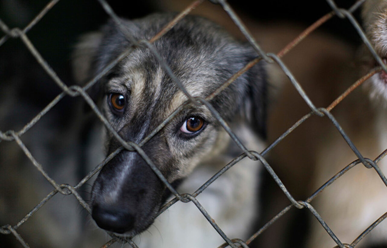 彼らは罰金と最大6年の刑務所で動物の虐待を制裁します