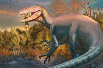 megaraptor