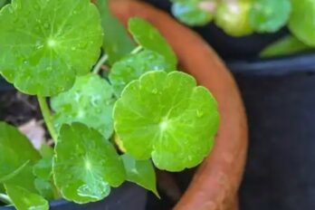 Centella asiática