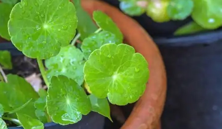 Centella asiática