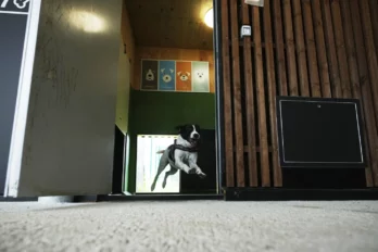 Hotel para perros