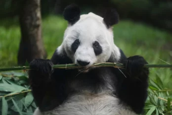 Xin Xin