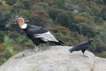 Cóndor