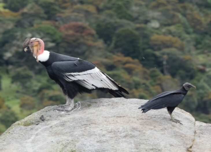 Cóndor