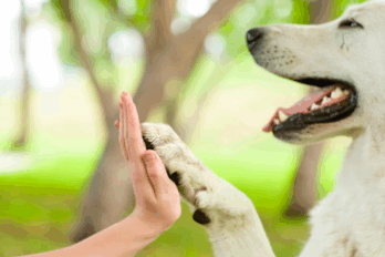 Protección animales
