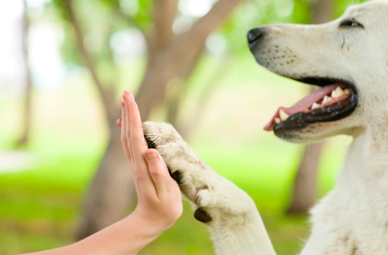 Protección animales