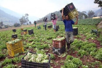 Sector agroalimentario