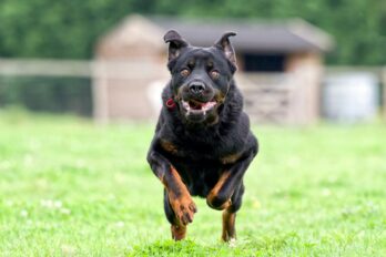rottweilers