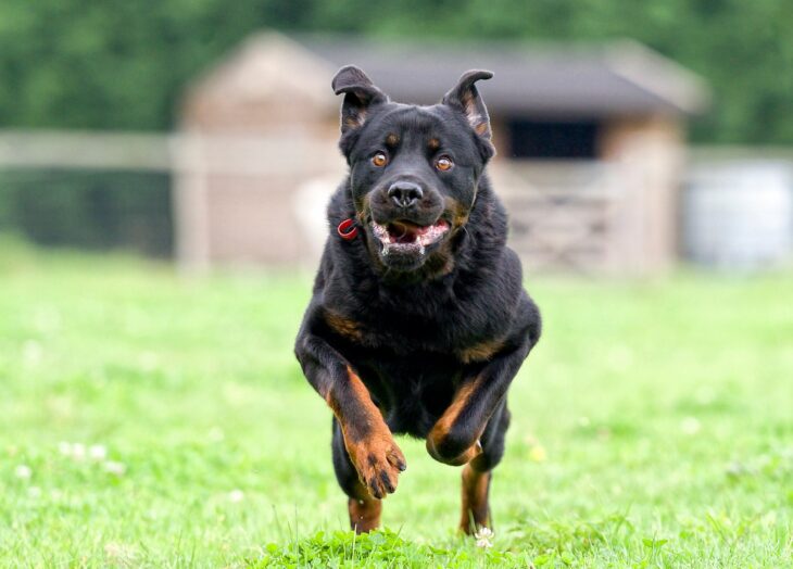 rottweilers