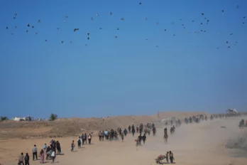 Palestinos