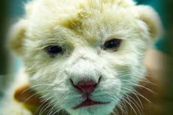 leones blancos zoológico Aragua