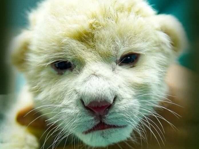 leones blancos zoológico Aragua