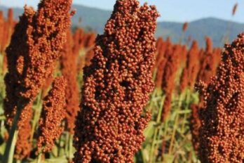 sorgo