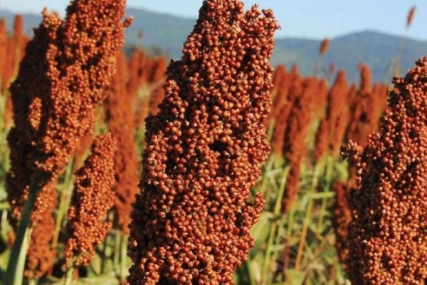 sorgo