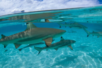 Australia bahía tiburones