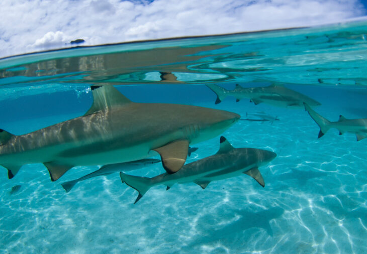 Australia bahía tiburones