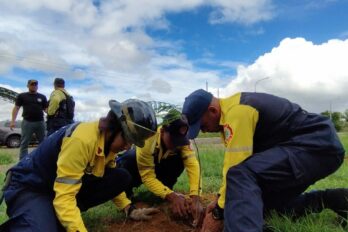 árboles de distinas especies en sede de Bomberos Unexpo