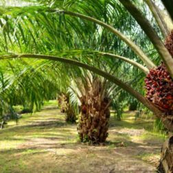 Palma aceitera se consolida como rubro estratégico