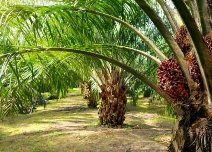 Federación de Palmicultores de Venezuela busca duplicar producción de palma aceitera