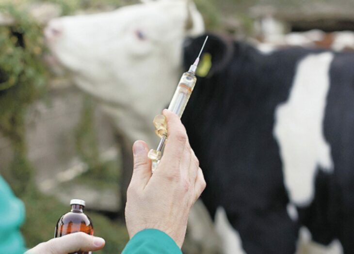 Vacunación fiebre aftosa Fedenaga