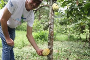 Acav cacao productores