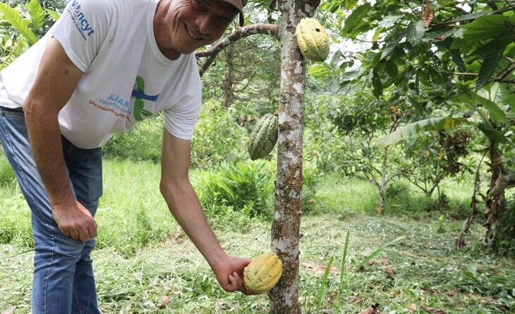 Acav cacao productores