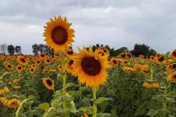 Feria del Girasol Portuguesa