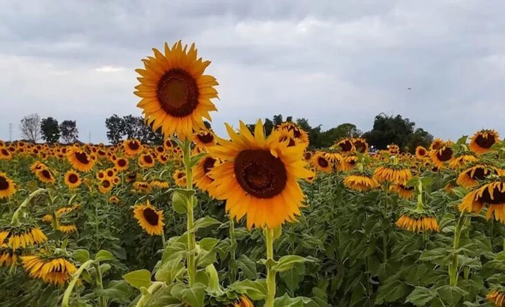 Feria del Girasol Portuguesa