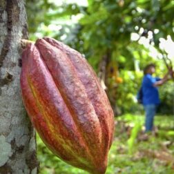 Comunas activan fase del Plan Cacaotero para consolidar la agroindustrialización