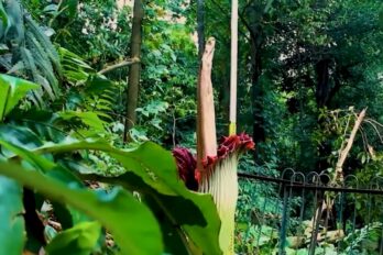 Flor cadáver gigante