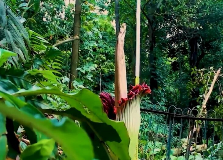 Flor cadáver gigante