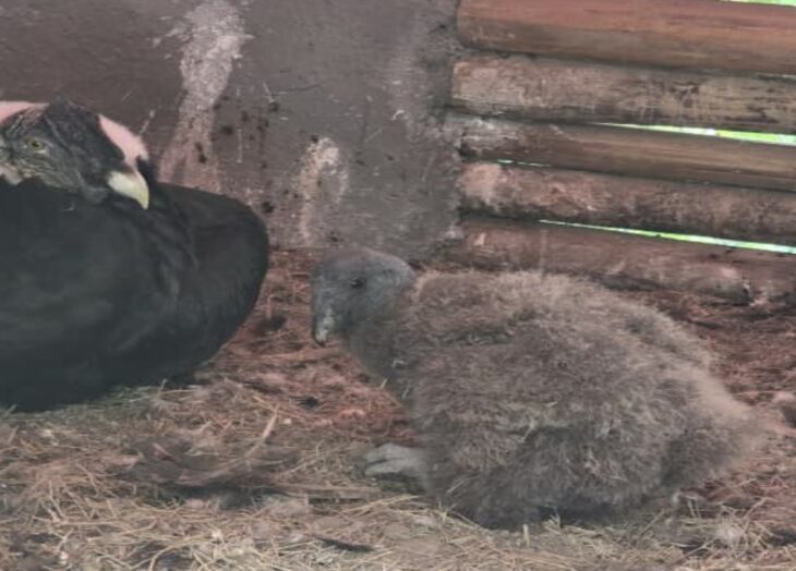 polluelo de cóndor en Mérida