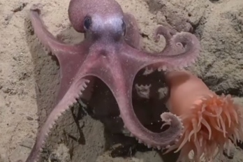 pulpo de aguas profundas