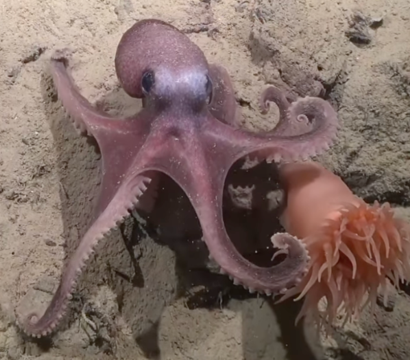 pulpo de aguas profundas