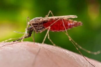 Boletín Epidemiológico