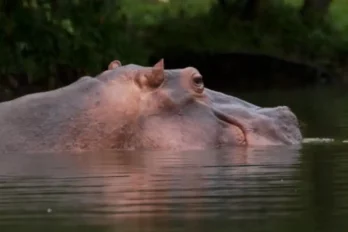 Hipopótamos