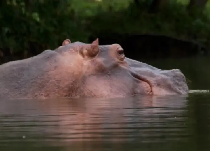 Hipopótamos