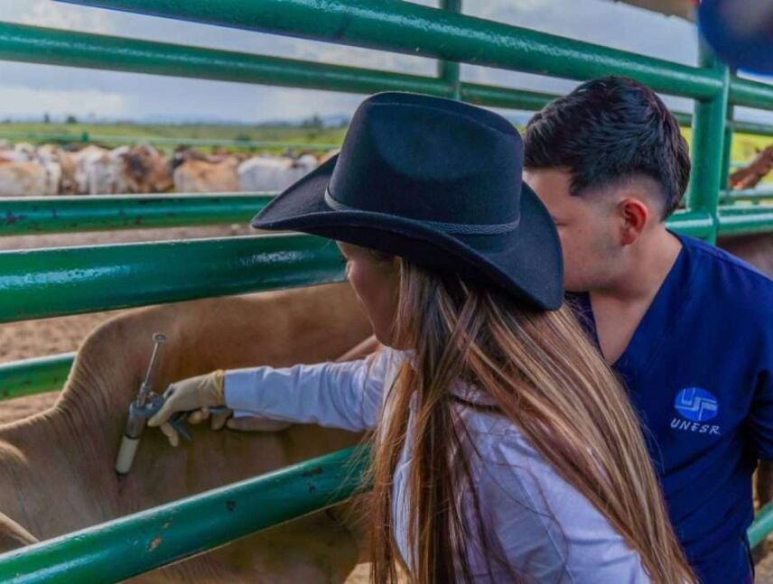 375.000 semovientes serán vacunados en Bolívar contra la fiebre aftosa