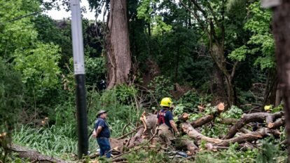 Bomberos del Caroní retiraron árbol caído de la avenida Monseñor Zabaleta