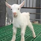 China logra la primera clonación masiva de cabras lecheras de alto rendimiento